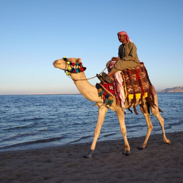Safari Excursions Joe sharm Travel (8)