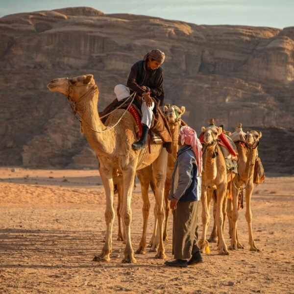 Safari Excursions Joe sharm Travel (8)