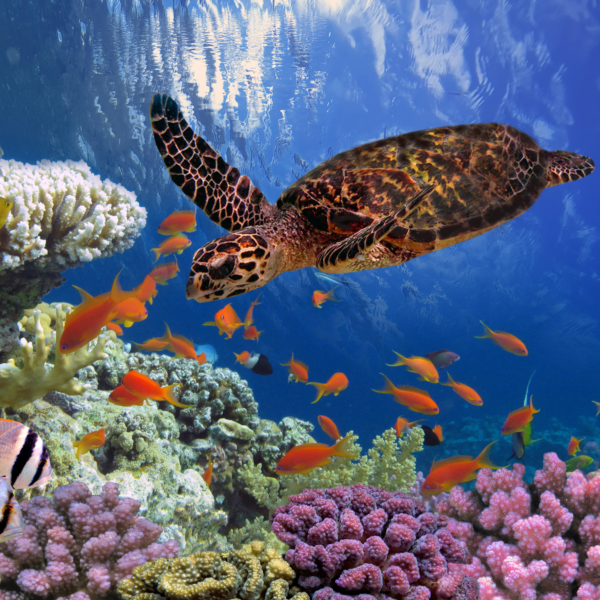 Dahab Joe sharm Travel