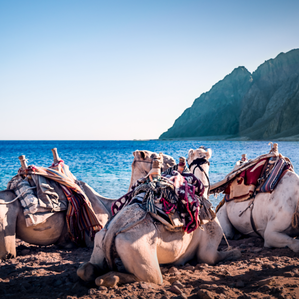 Dahab Joe sharm Travel