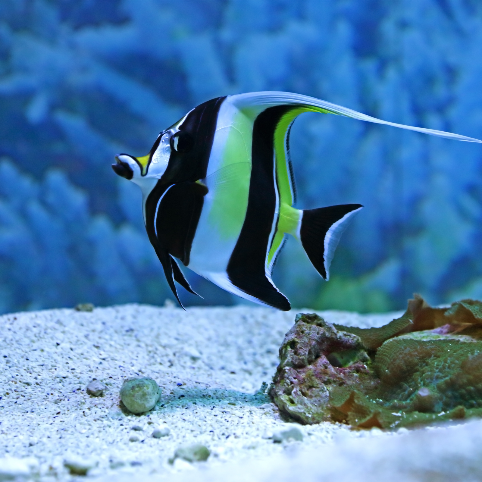 Dahab Joe sharm Travel