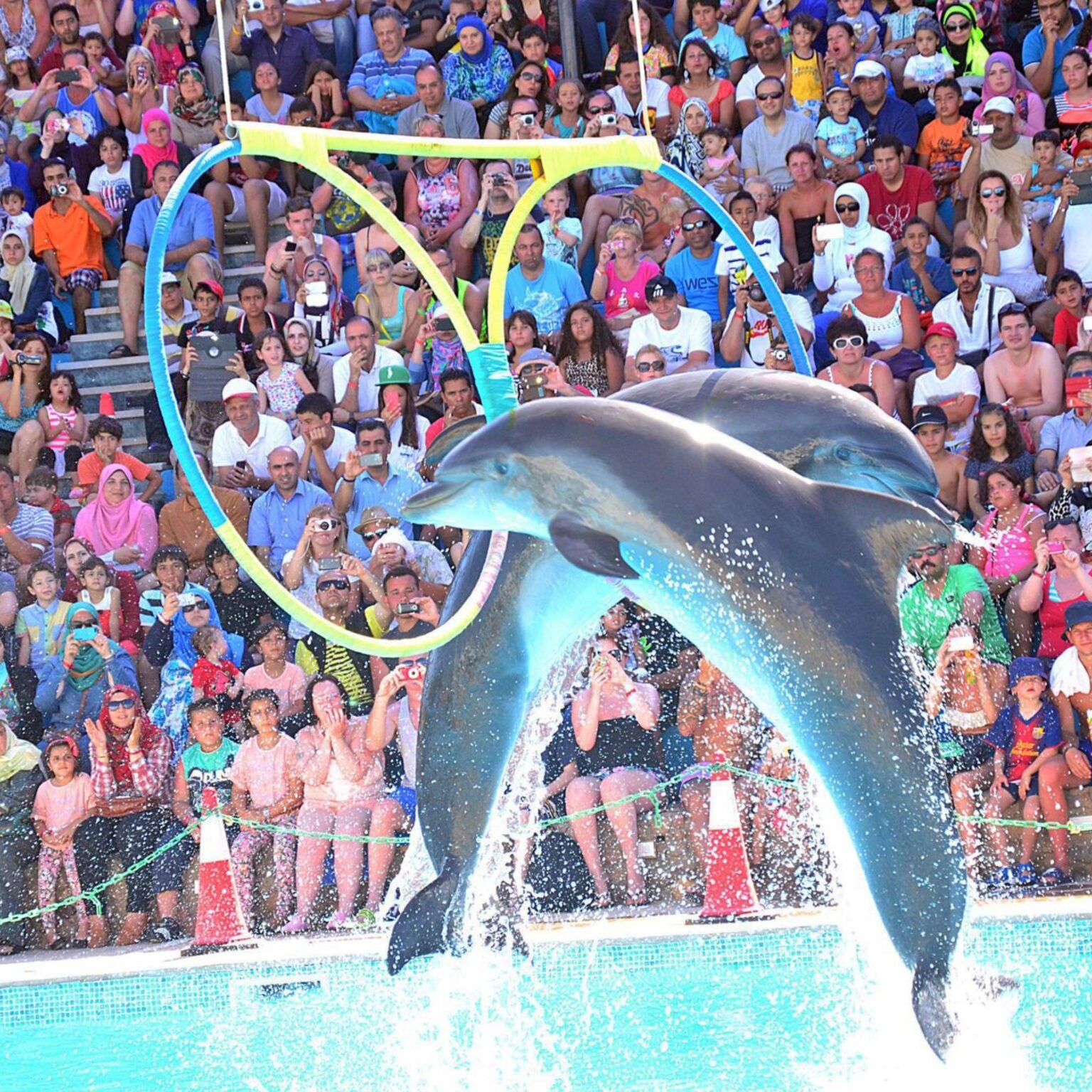 Dolphin Joe sharm ravel (1)