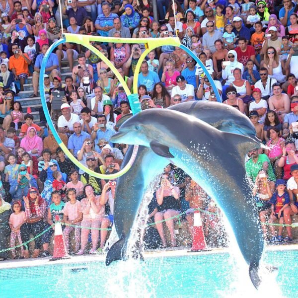 Dolphin Joe sharm ravel (1)