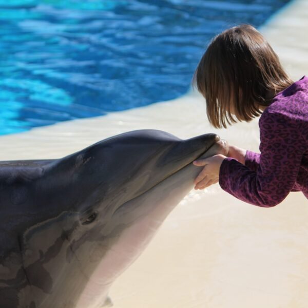 Dolphin Joe sharm ravel