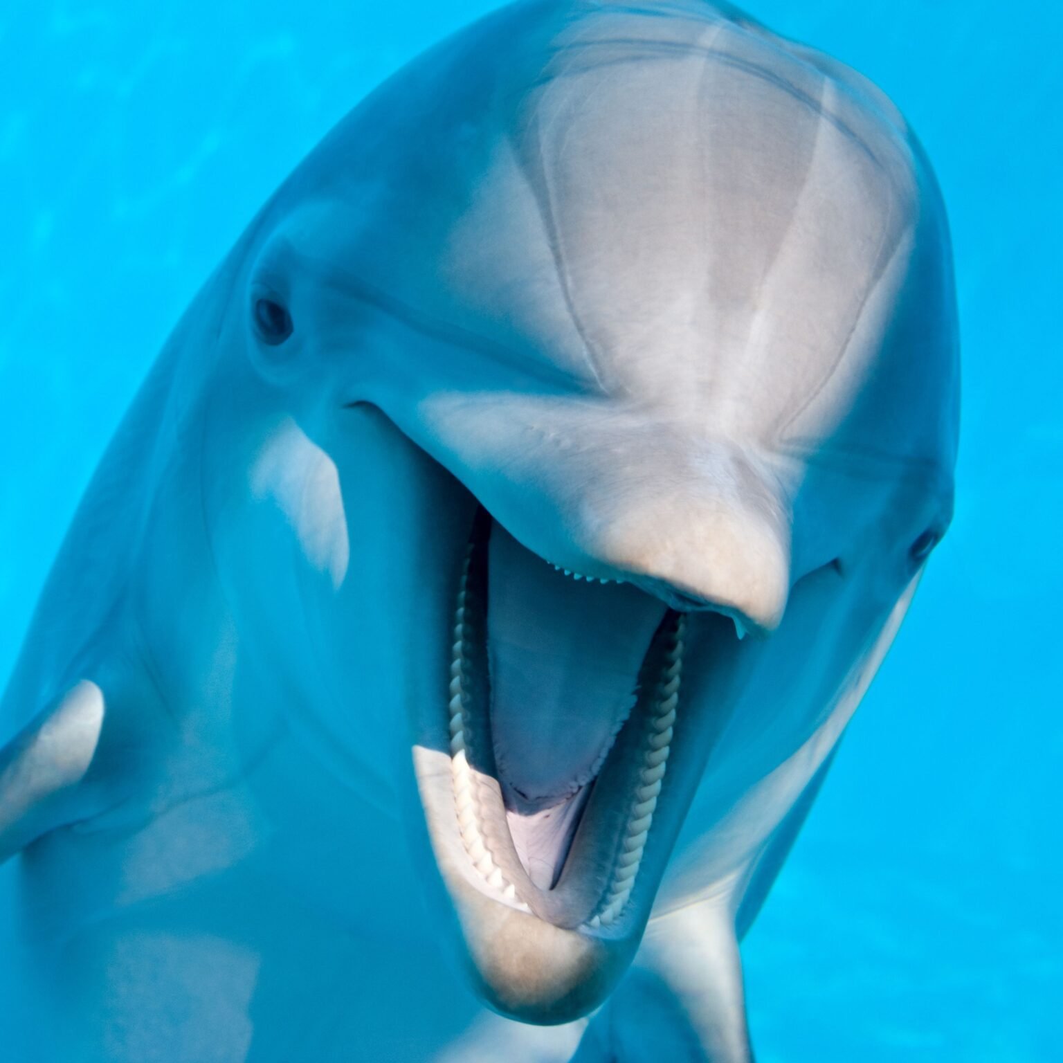 Dolphin Joe sharm ravel
