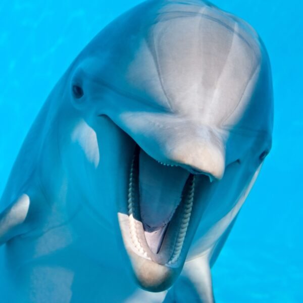 Dolphin Joe sharm ravel