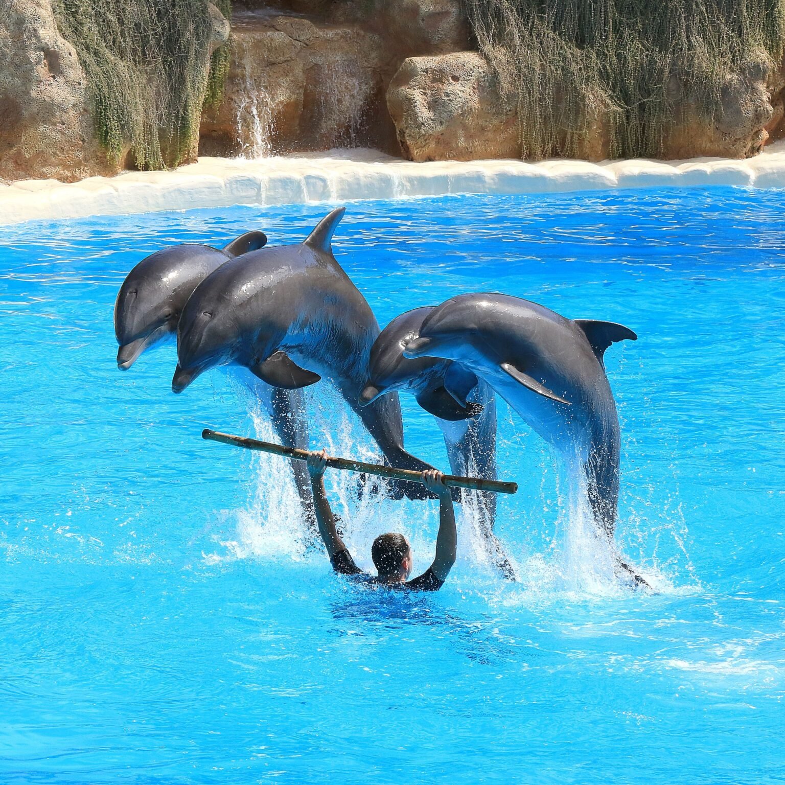 Dolphin Joe sharm ravel