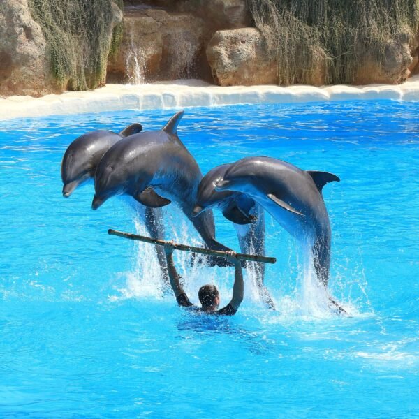 Dolphin Joe sharm ravel