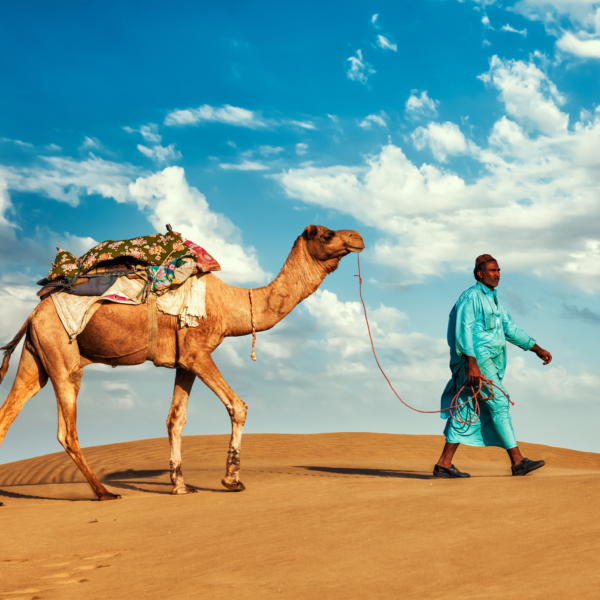 Joe sharm Travel Sand Buggy adventure and Camel Ride