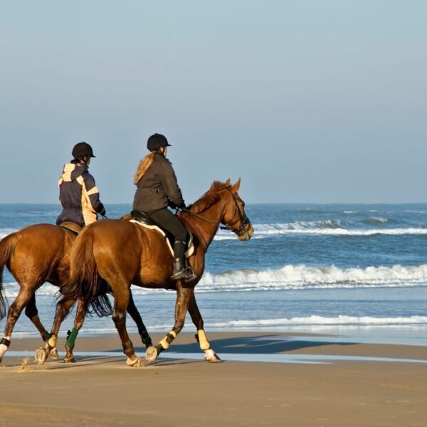 joe sharm travel horse riding sharm elshiekh