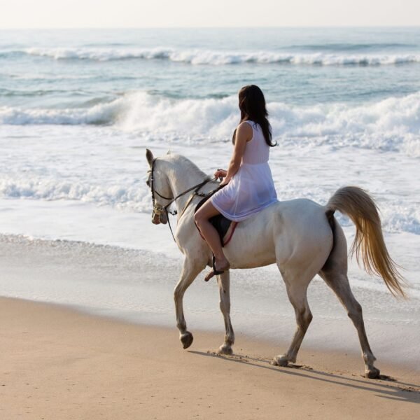 joe sharm travel horse riding sharm elshiekh