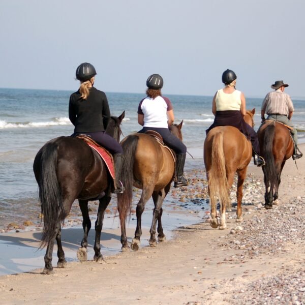 joe sharm travel horse riding sharm elshiekh