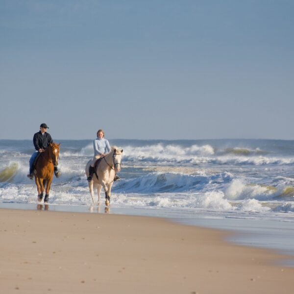 Arabian Horse Riding - Image 5