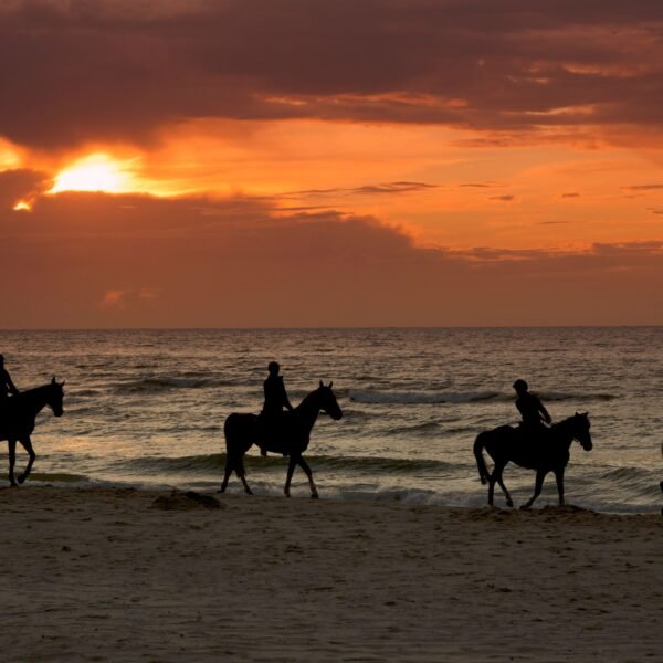 joe sharm travel horse riding sharm elshiekh