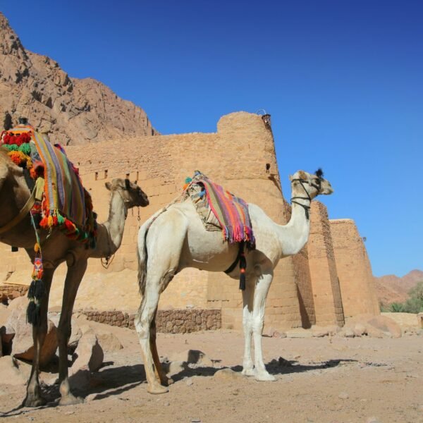 catherine Joe sharm Travel