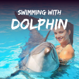 Swimming with Dolphins
