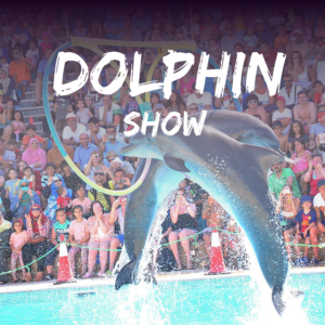Dolphin show Excursion sharm El Sheikh