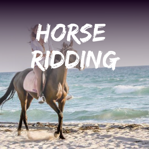 Arabian Horse Riding